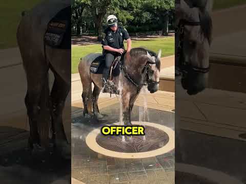 This Officer Has a Kind Heart❤️(@shanet.hpd_mp/TT)