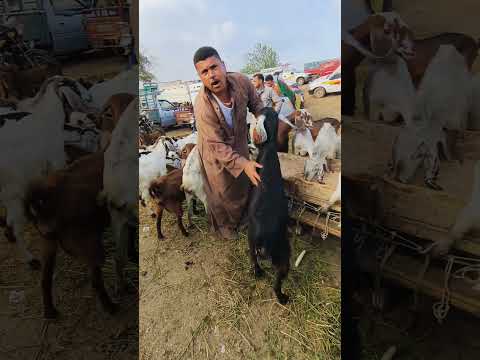 ❤️❤️❤️ الجزارين فييييين .....#ب7500 تلاف هتجيب معزه لحم 🥩🔪 وتاكل انتا والعيله 😱 01003966510