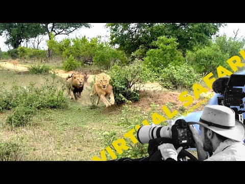 Male Lion Chase And Dramatic Leopard Threesome- TWIV #249