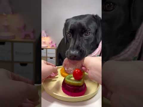 Dog: Mommy, is it ok if i eat hurry and go for playing because It's time to feed,Cute pet debut plan