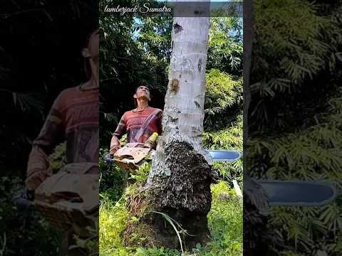 amazing coconut tree felling technique#wood#woodworking#lumberjack#shorts