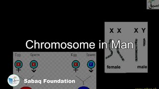 Chromosome in Man