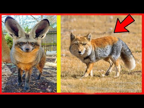 8 EXTRAÑAS ESPECIES De ZORROS Que No Creerás Que Existen 🦊😲