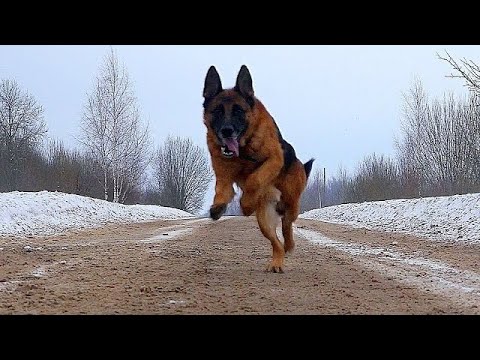 German Shepherd Gilmore save man