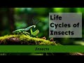 Insect Life Cycles and Metamorphosis