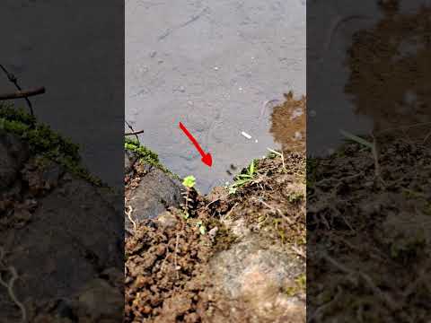 Trik mancing channa limbata di lubang batu #ikan #channalimbatajumbo #mancingchannalimbatajumbo