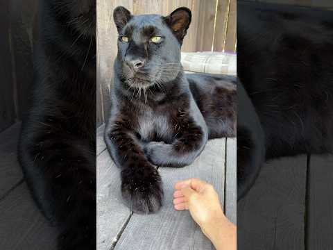 The panther does not let you touch its paws ☺️
