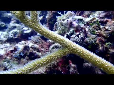 YouTube video thumbnail: Coral Reef Bleaching at Tipping Point due to Global Warming 