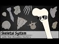 Understanding the Human Skeletal System