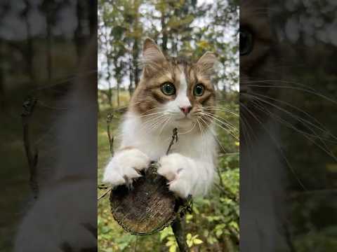 Возмущению нет предела! 🐯 Кот Плюх.