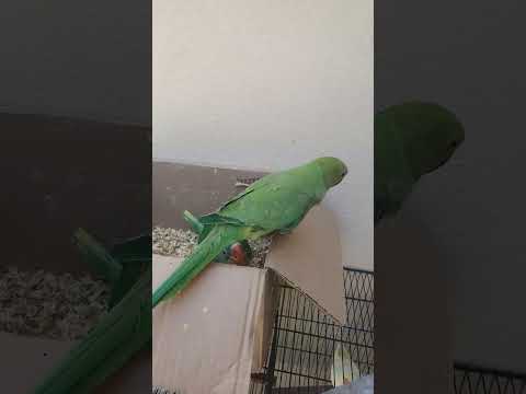 Mummy ak glass pani dy do #parrot #birds #parrotvideo #talkingbird #talkingparrot #pet #shazvlogs92