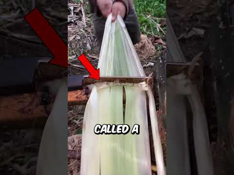 Making One Of The Strongest Natural Fibers (@pem12302)