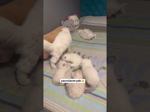 🐱☺ Yavrularıma Ne Yaptın Çabuk Söyle 😊🐱