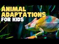 Exploring Animal Adaptations: Physical, Behavioral, and Life Cycle Changes