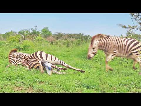 Zebra Stallion Crushes Foal Mid-Birth While Mom Fights Back