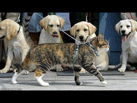 😺 Главный на районе! 🐕 Смешное видео с собаками, кошками и котятами! 😸