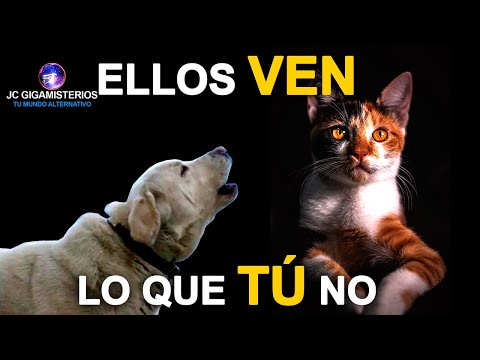 Cosas que los PERROS y GATOS son CAPACES de VER y SENTIR pero TÚ NO