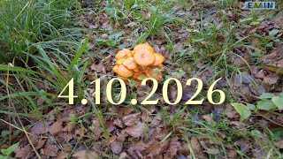 4.10.2026 Прогулка в лесу.