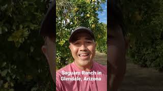 Saguaro Ranch Park in Glendale, AZ...historic park with museum near Phoenix, Arizona