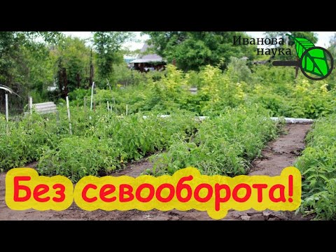 Севооборот не нужен! Сажаем томаты по томатам, картофель по картофелю, огурцы по огурцам без проблем