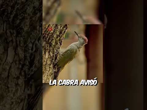Este gallo iba a cantar pero recordó que hoy es domingo #shorts
