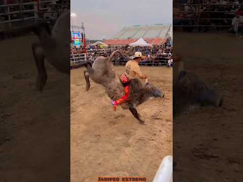 JARIPEO EXTREMO, MONTA DRAMÁTICA PARA CHAPARRO DE NAYARIT😱😱🔥 #jaripeo #shorts