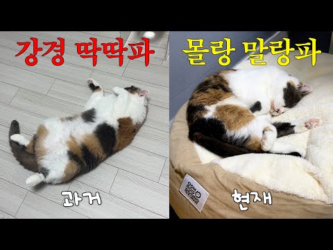 대쪽 같던 취향 6년 만에 바뀐 고양이