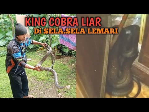 BIKIN GEGER KING COBRA MASUK RUMAH