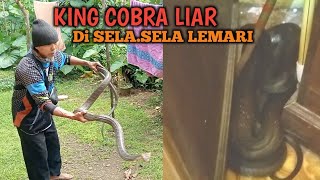 BIKIN GEGER KING COBRA MASUK RUMAH
