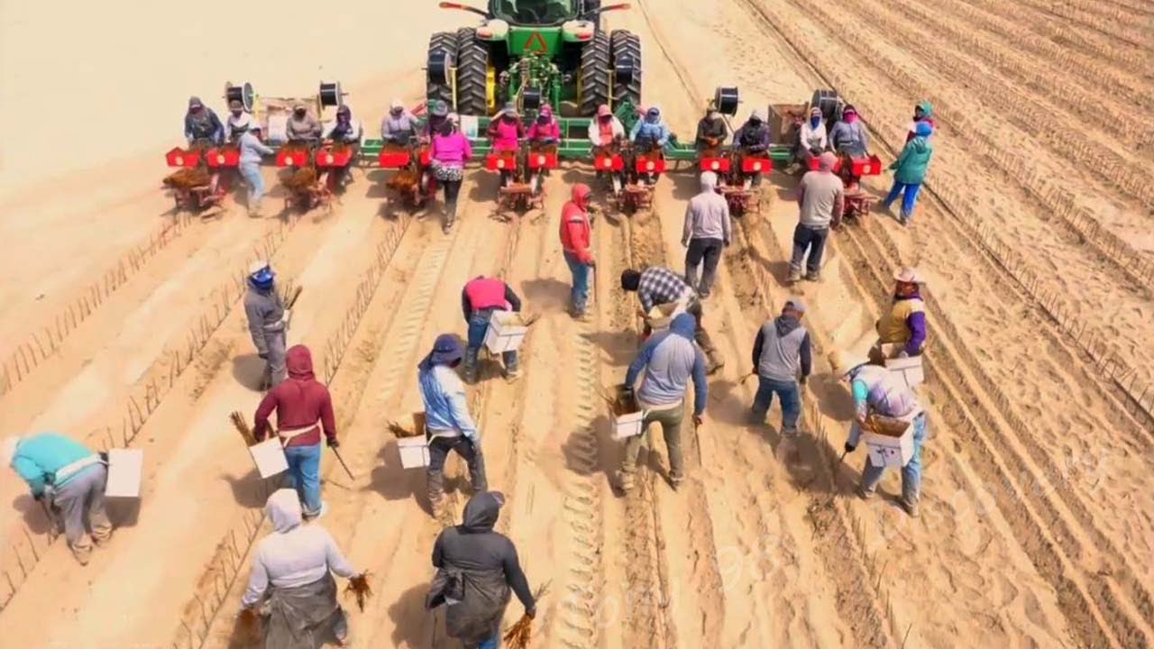 Farm Jobs That Americans Never Do – American Farming?