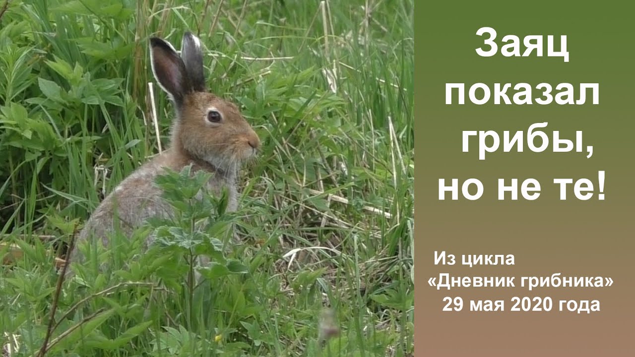 Заяц показал грибы, но не те! 29 мая 2020 года