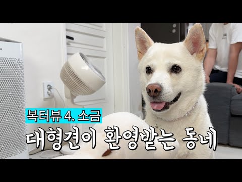 여자 혼자 대형견 키우면서 한번도 입마개 시비 걸린 적 없는 반려견 친화적인 동네