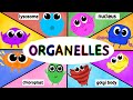 Exploring Cell Organelles: Structure and Function