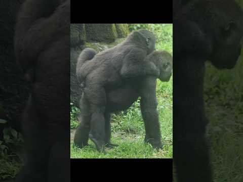 cute #gorilla 💕🥰 #gorillatag #金剛猩猩 #台北市立動物園 #shorts