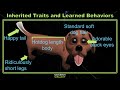 Exploring Inherited Traits and Learned Behaviors