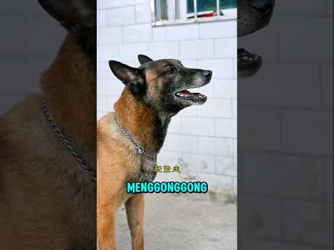 Orang kaya akan membeli anjing pintar ini #shorts