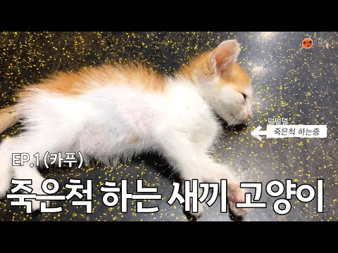 구조 했더니 식당진상이 된 새끼고양이 (EP1.카푸 성장일기) / The kitten that became the restaurant where I rescued it