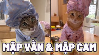 Khi Mập Cam và Mập Trắng cãi nhau chỉ vì miếng ăn 😂