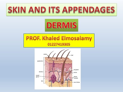 Skin histology= Dermis= types of skin