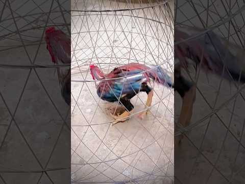 #aseel #parrot #shortsfeed #shorts