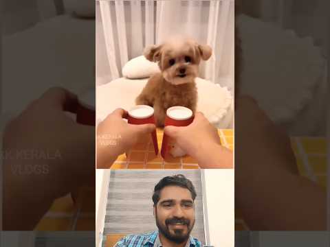 അവന്റെ ഒരു ചിരിയുണ്ട്... 😘😍 #shorts #puppy #love #funny