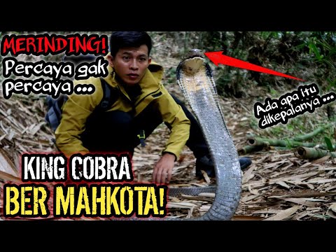 MERINDING! PENANGKAPAN ULAR KING COBRA BER-MAHKOTA! PENGHUNI HUTAN BAMBU ANGKER