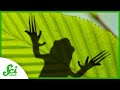 Hairy Frog and Its Unique Claws