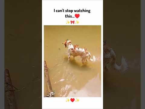 I can't stop watching this ♥️ !! #funny #youtubeshorts #love #animals #shorts #ytshorts #viralvideo