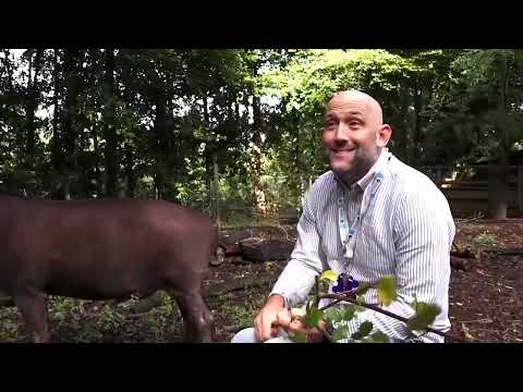 YouTube video thumbnail: Could Animal poo Help Fight Drug‑Resistant Infections? 