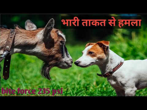 pitbull attacked on goat #doglover #pitbull