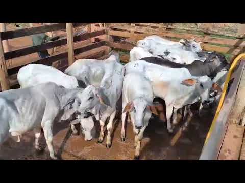 LOTE 12
