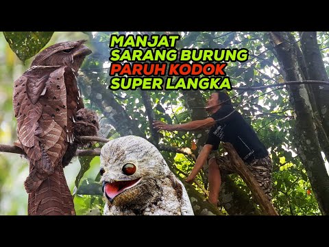 TERNYATA SARANGNYA TIDAK JAUH DENGAN MANUSIA, TAPI TAK PERNAH TERLIHAT, BURUNG PARUH KODOK LANGKA