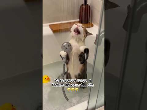 Ya encontré al culpable de mi factura del agua 😭🐱🚿 #shorts