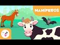 Mammals: Characteristics and Curiosities